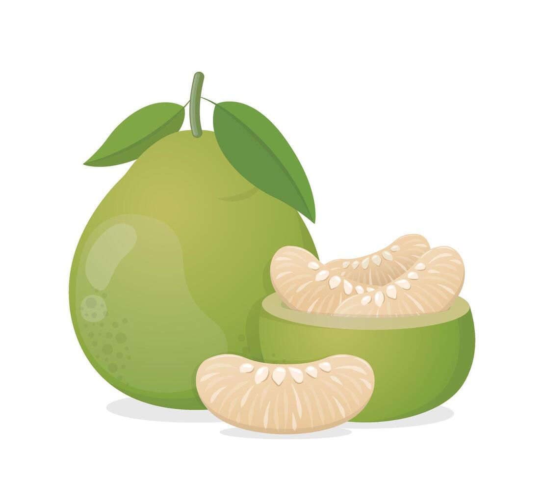 illustration icon or logo or close-up of pomelo with leaves and pulp, fruit for Chinese Mid-Autumn Festival vector