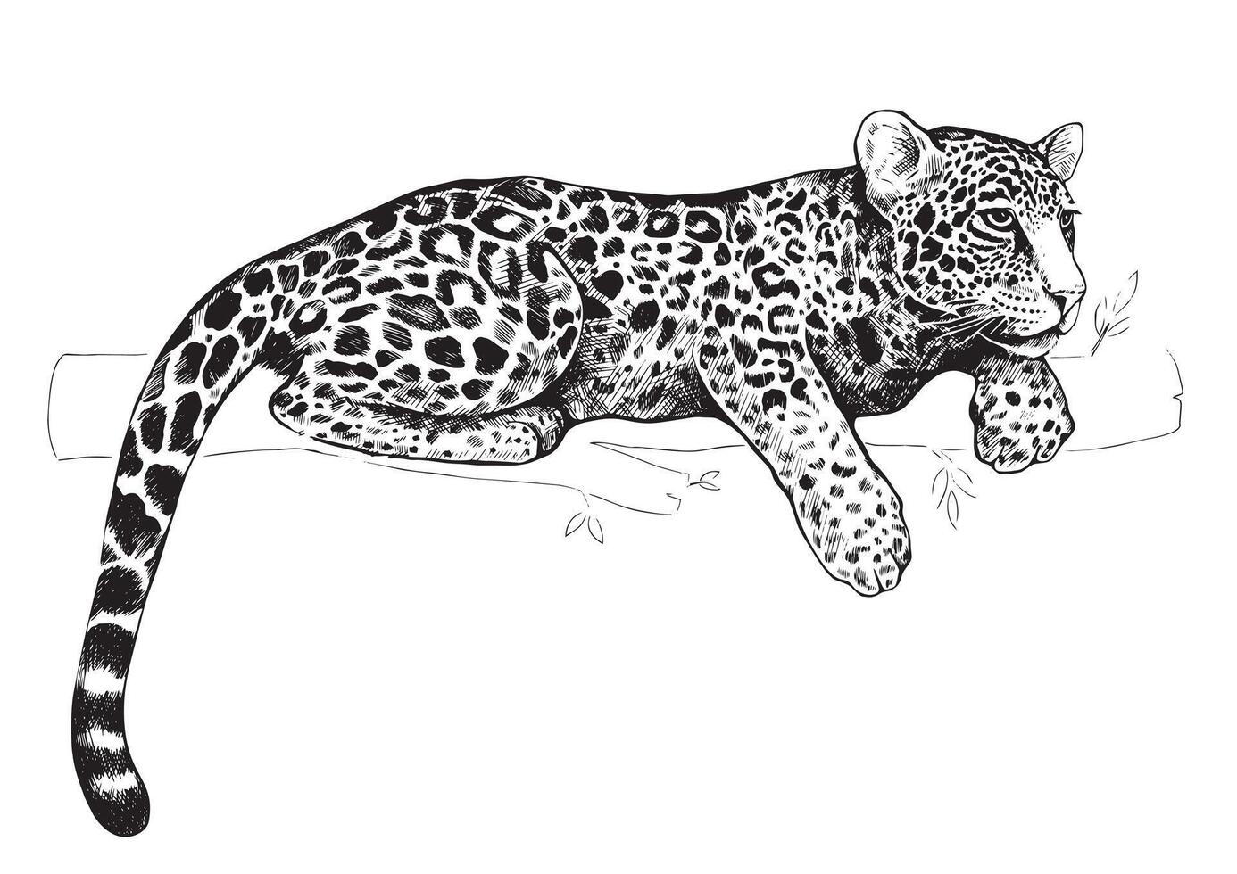 The leopard lies on a tree branch. Graphic black and white hand-drawn illustration isolated on white background. vector