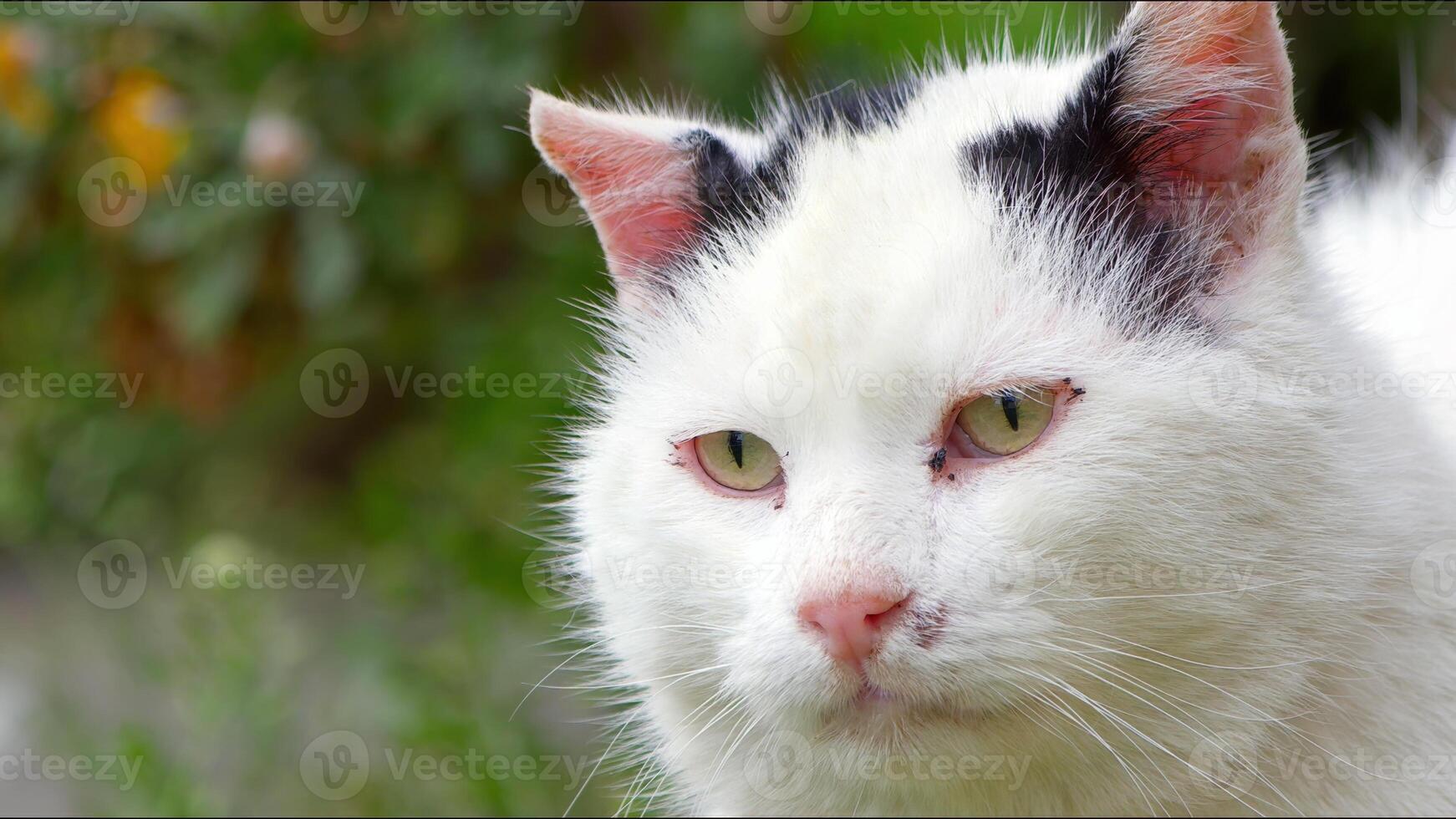 Sweet Pet Animal White Cat photo