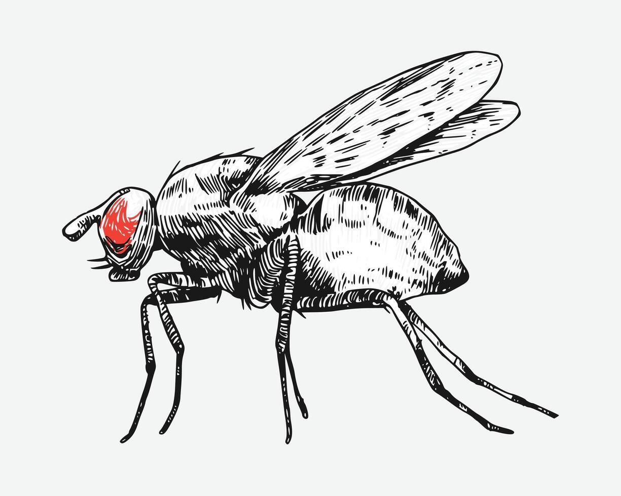 Fly insect sketch drawing. Isolated background. Animal, bug, pest concept. Graphic illustration. vector