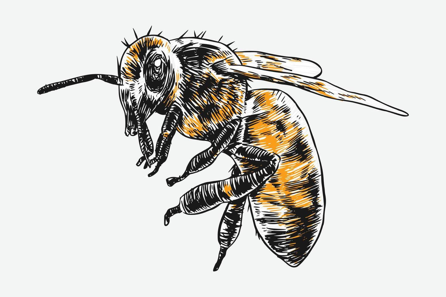 Honeybee, bee sketch drawing engraving. Isolated on white background. Graphic illustration. vector