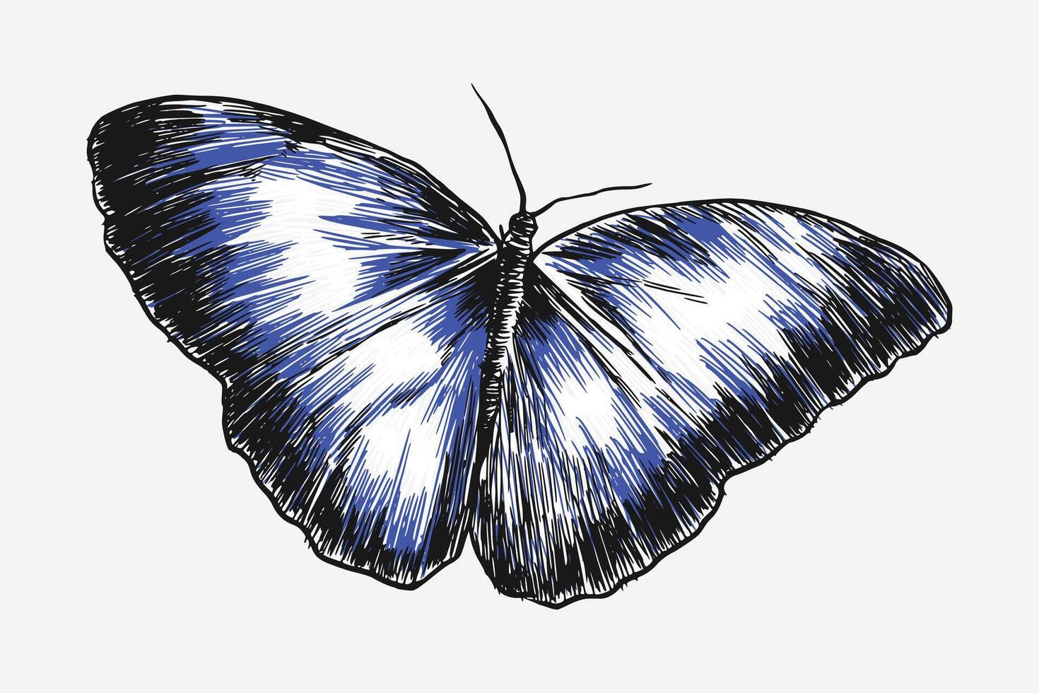 Butterfly with engraving drawing style. isolated background. graphic illustration. vector