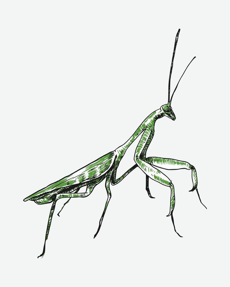 Praying mantis engraving, sketch drawing. Isolated on white background. Colored illustration. vector