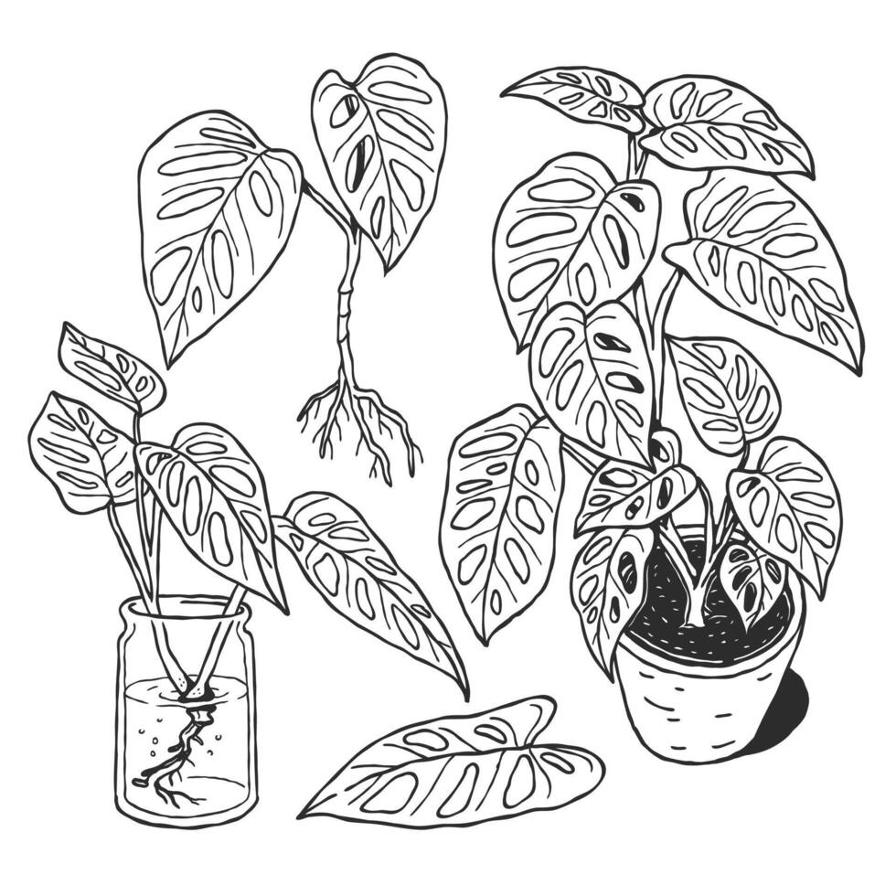 Botanical hand drawn outline drawing illustration of monstera tropical plants in black and white isolated design elements suitable for adult coloring pages, home and wedding decoration vector