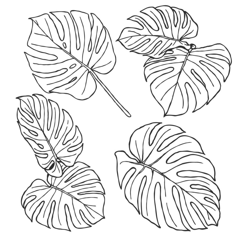 Botanical hand drawn outline drawing illustration of monstera tropical plants in black and white isolated design elements suitable for adult coloring pages, home and wedding decoration vector