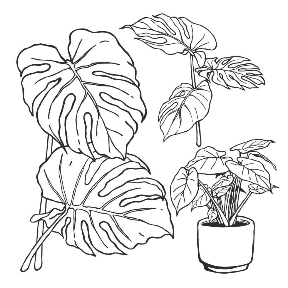 Botanical hand drawn outline drawing illustration of monstera tropical plants in black and white isolated design elements suitable for adult coloring pages, home and wedding decoration vector