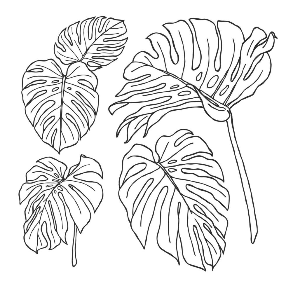 Botanical hand drawn outline drawing illustration of monstera tropical plants in black and white isolated design elements suitable for adult coloring pages, home and wedding decoration vector