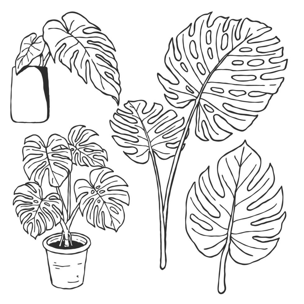 Botanical hand drawn outline drawing illustration of monstera tropical plants in black and white isolated design elements suitable for adult coloring pages, home and wedding decoration vector