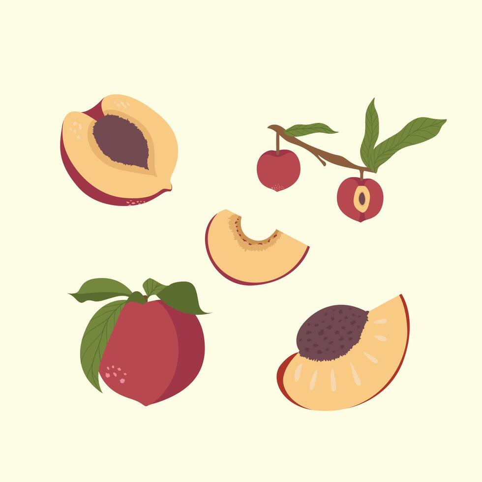 Peaches Various Illustration vector