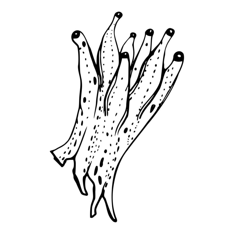 Coral sponge polyp Marine life, sea ocean underwater creatures shells, Ink and pen sketch hand drawn. Single object illustration, stylized, isolated on white. Zoo shop, aquarium, cosmetics, resort vector