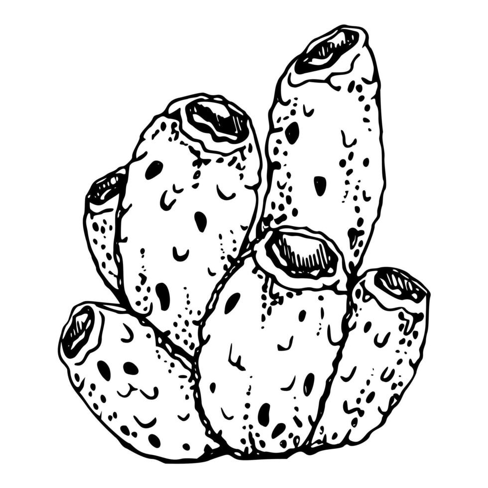 Coral sponge polyp Marine life, sea ocean underwater creatures shells, Ink and pen sketch hand drawn. Single object illustration, stylized, isolated on white. Zoo shop, aquarium, cosmetics, resort vector