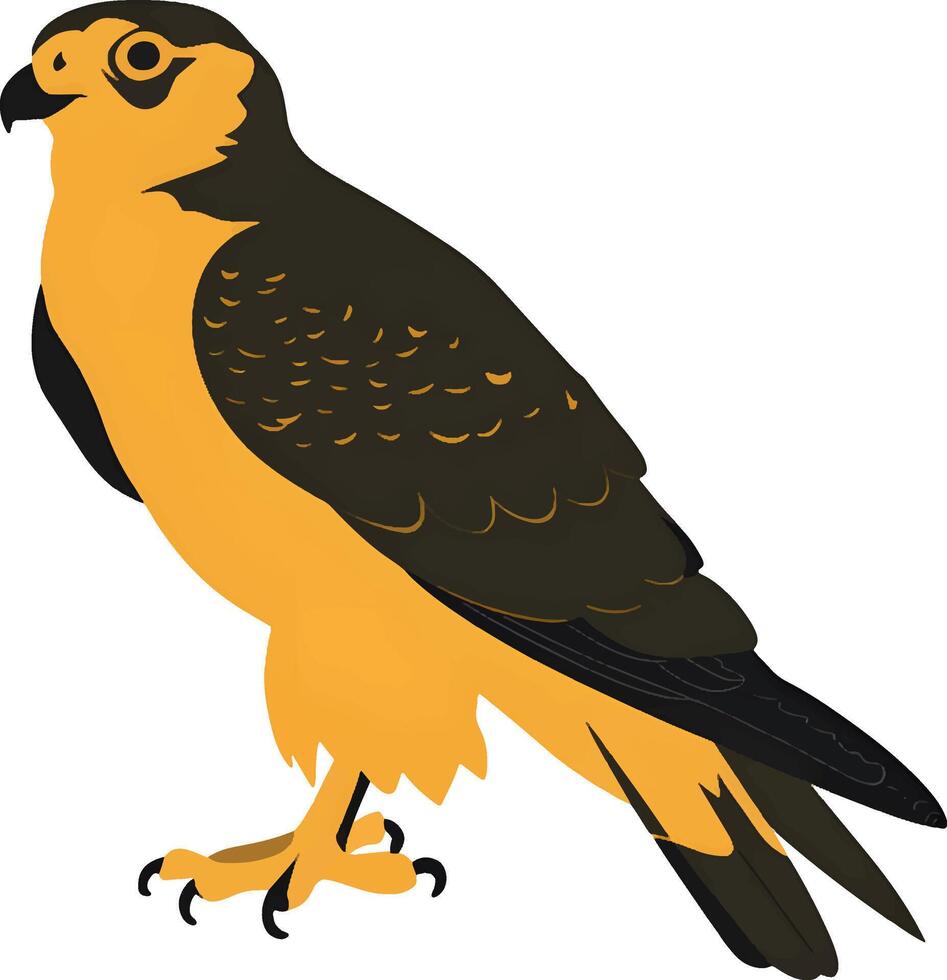Peregrine on a white background vector