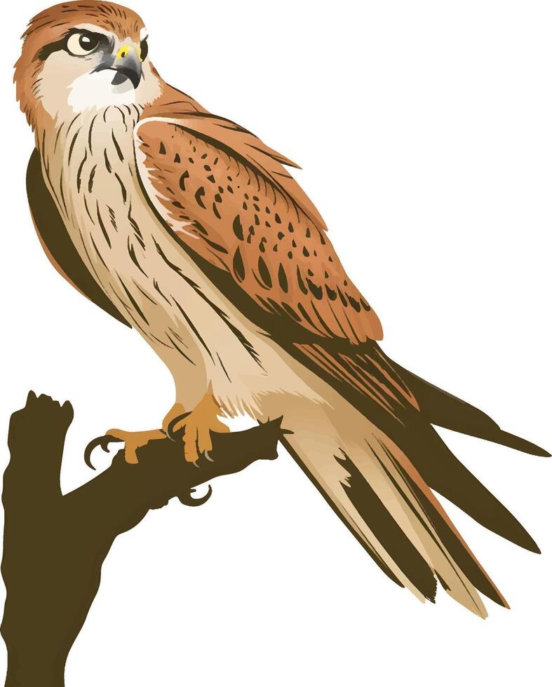 Peregrine on a white background vector