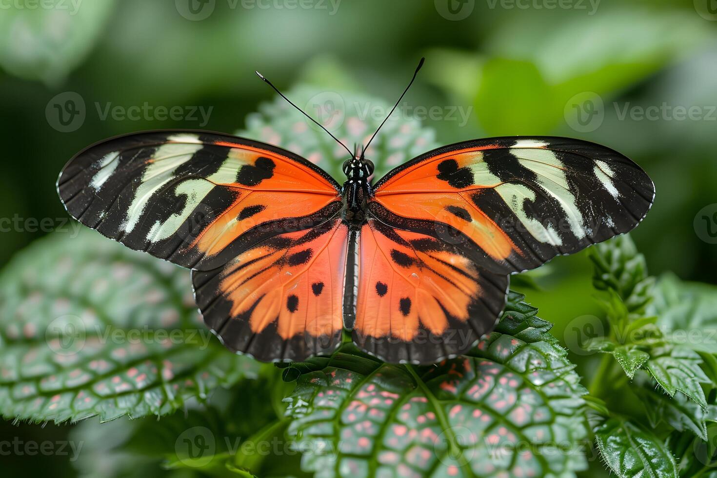 Stunning Close-up of Vibrant Orange and Black Butterfly on Leafy Plant photo