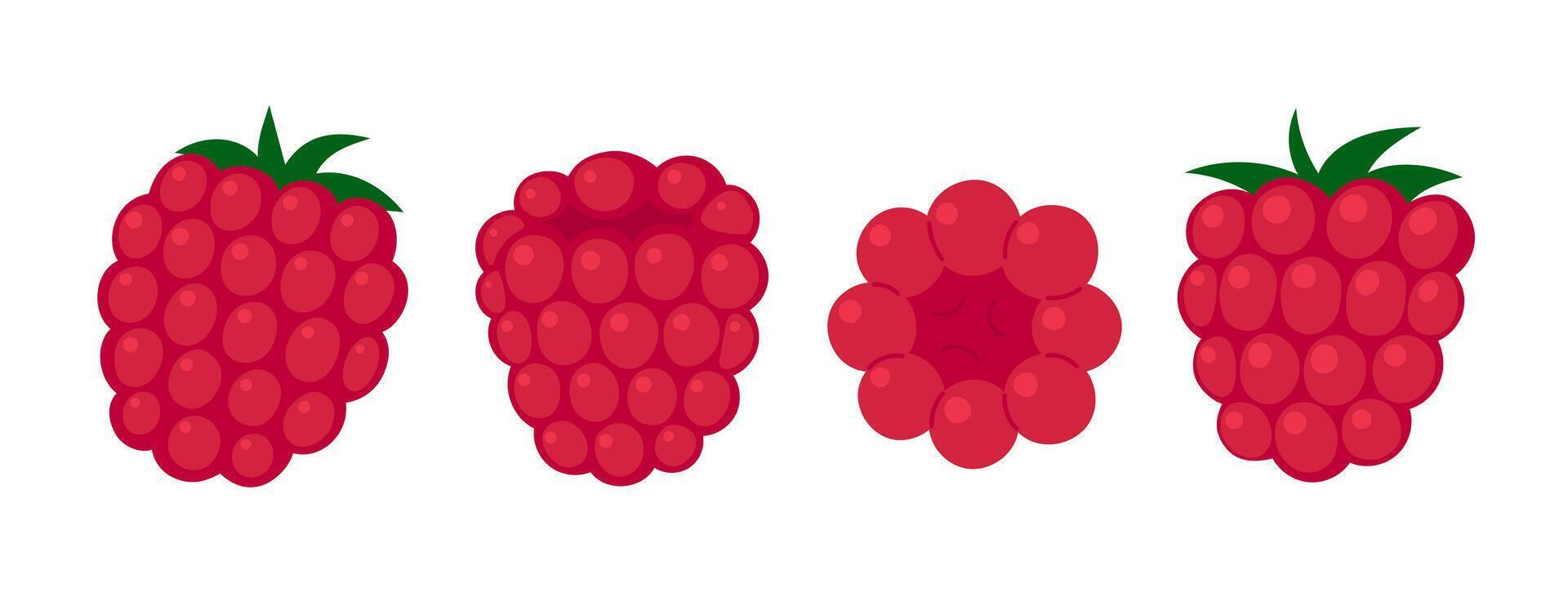 Raspberry set. Fresh summer juicy berry. Flat illustration isolated on white background vector