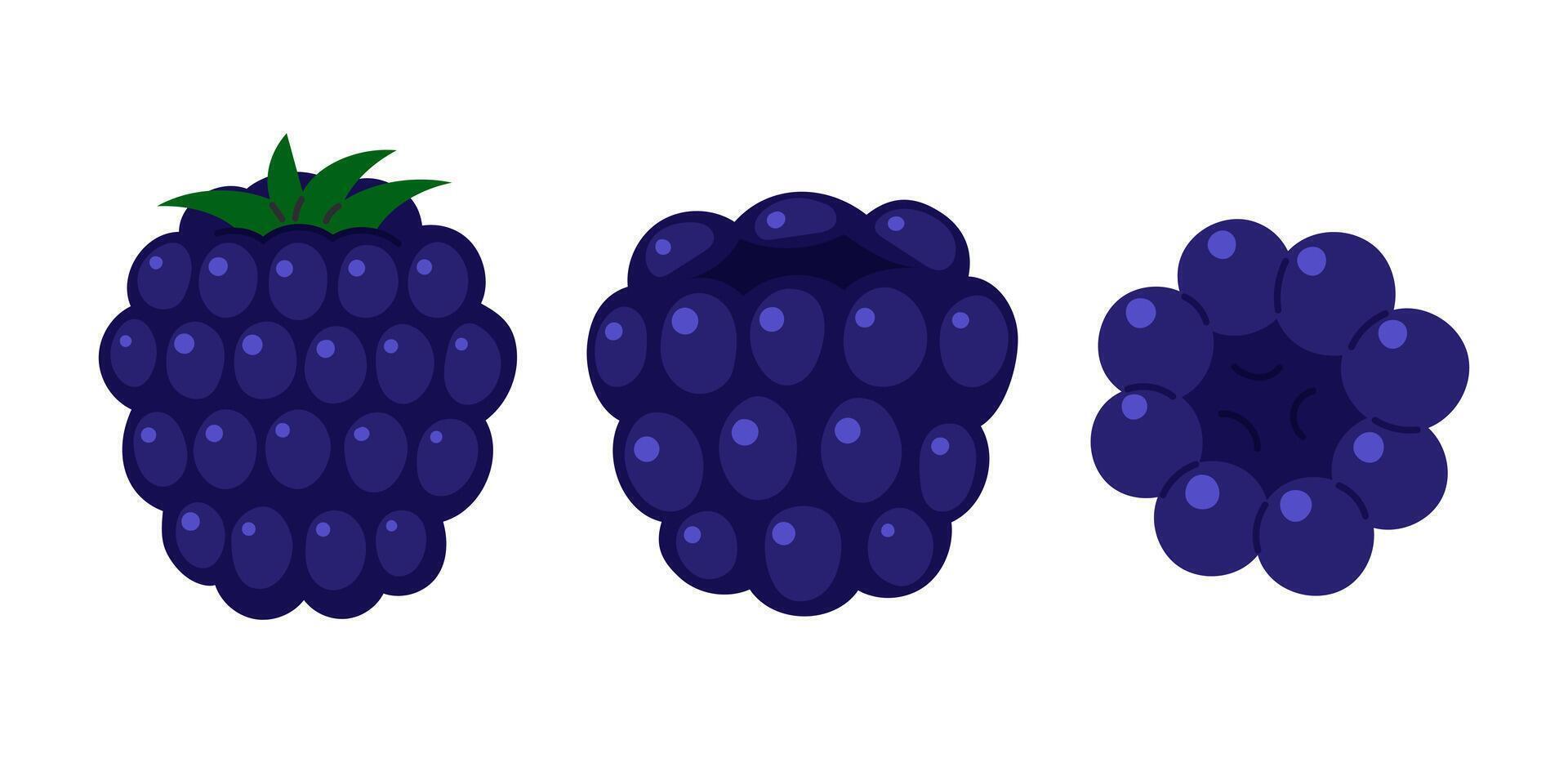 Blackberry set. Fresh summer juicy berry. Flat illustration isolated on white background vector