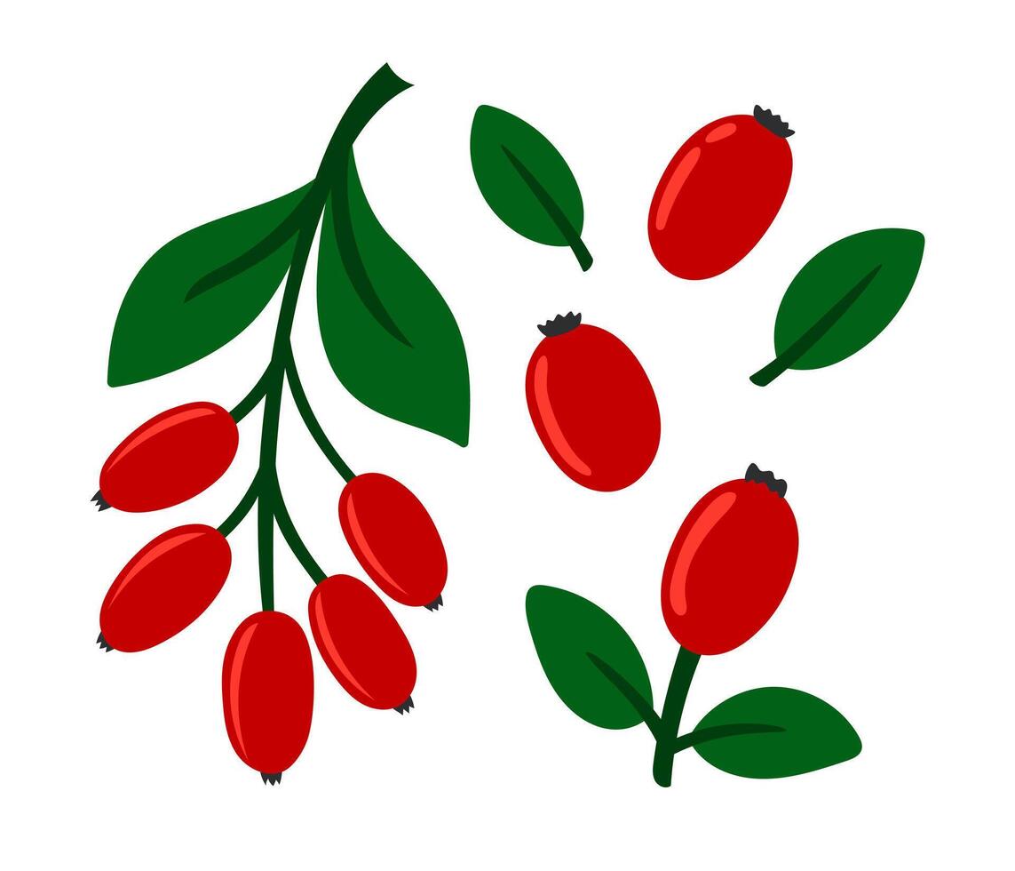 Barberry set. Fresh summer juicy berry. Flat illustration isolated on white background vector