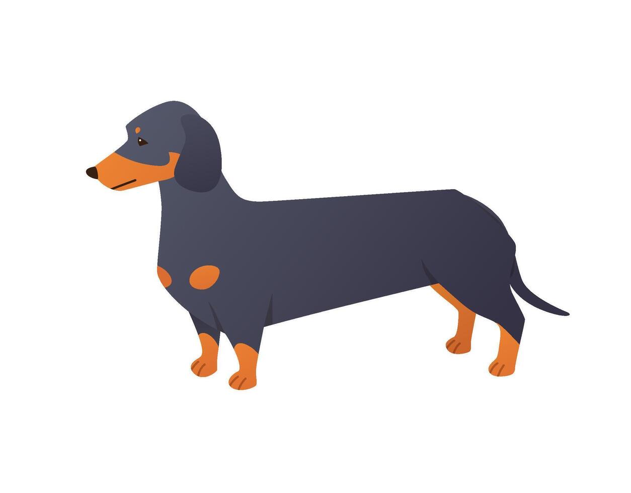 Dachshund cartoon character. Cute purebred wiener dog with long body and short legs isolated on white background vector