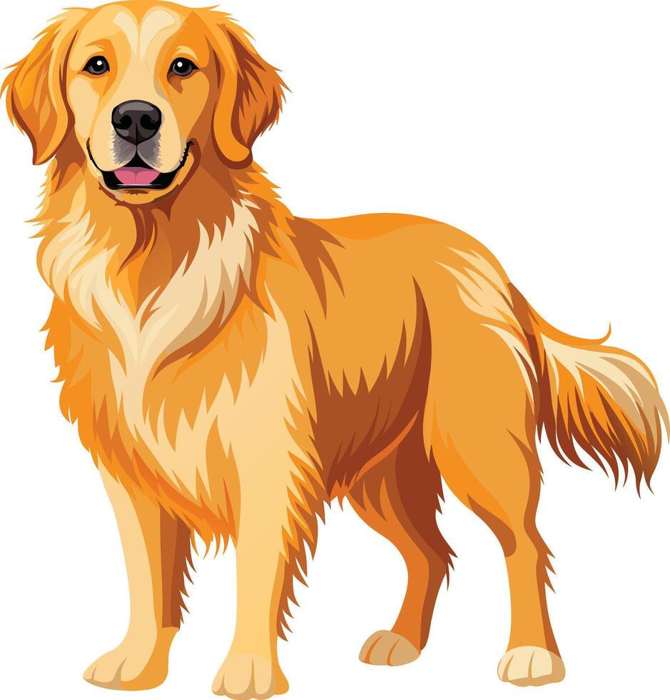 Golden Retriever Dog style,Clipart , Illustration with white background vector
