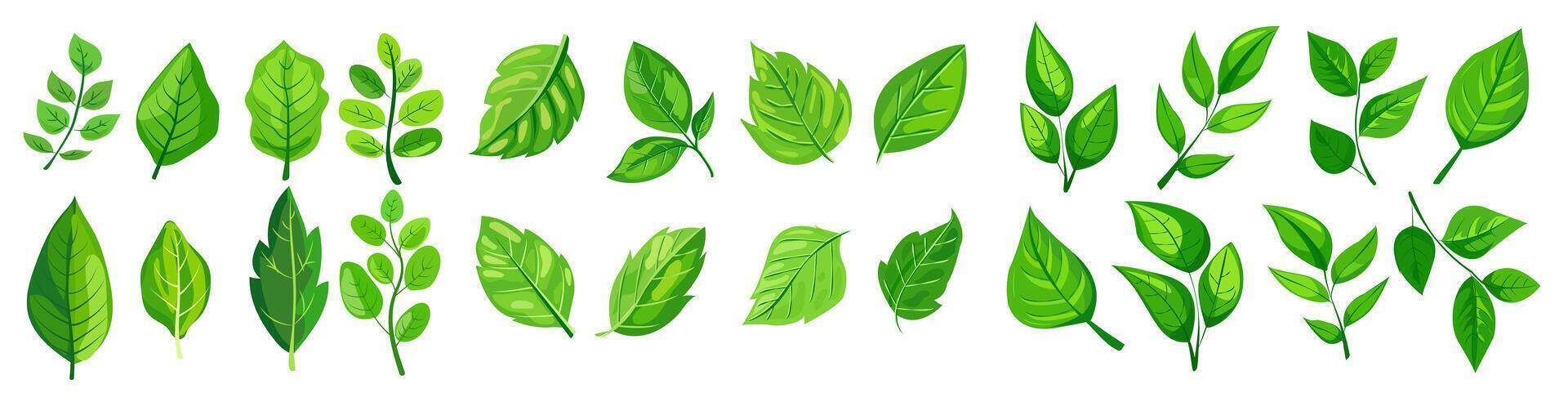 featuring eight different types of green leaves. Each leaf showcases unique shapes and vein patterns. graphic, clean, and vibrant, ideal for nature, eco-friendly projects vector