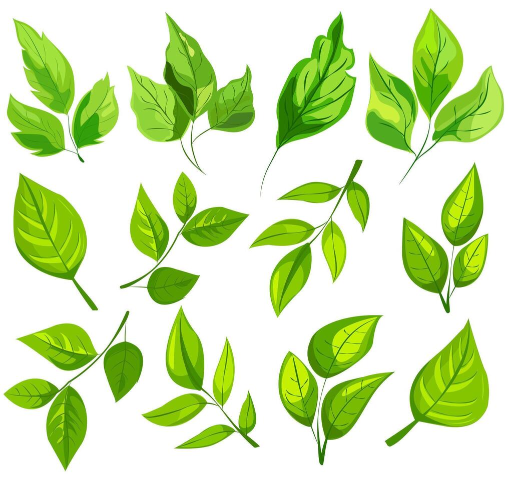 featuring eight different types of green leaves. Each leaf showcases unique shapes and vein patterns. graphic, clean, and vibrant, ideal for nature, eco-friendly projects vector