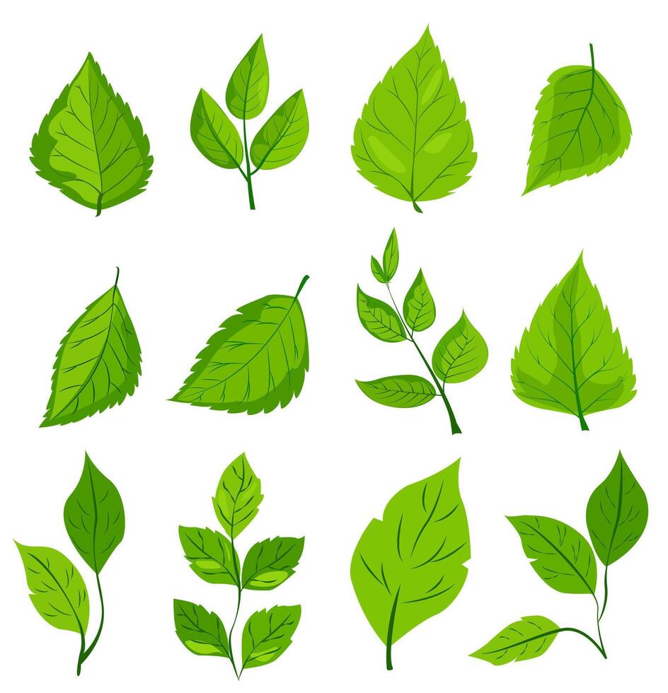 featuring eight different types of green leaves. Each leaf showcases unique shapes and vein patterns. graphic, clean, and vibrant, ideal for nature, eco-friendly projects vector