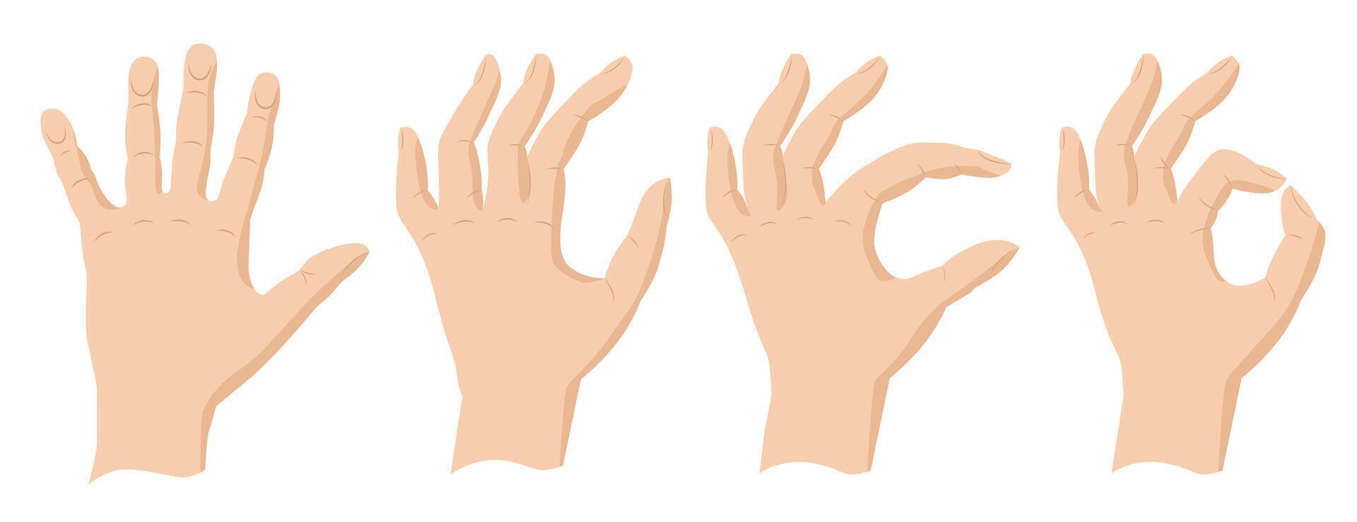 Hands show the sign everything is fine. European hands. vector