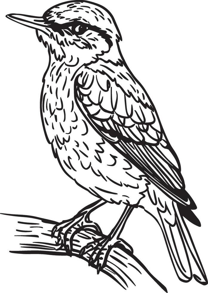 Artwork of dowitcher vector