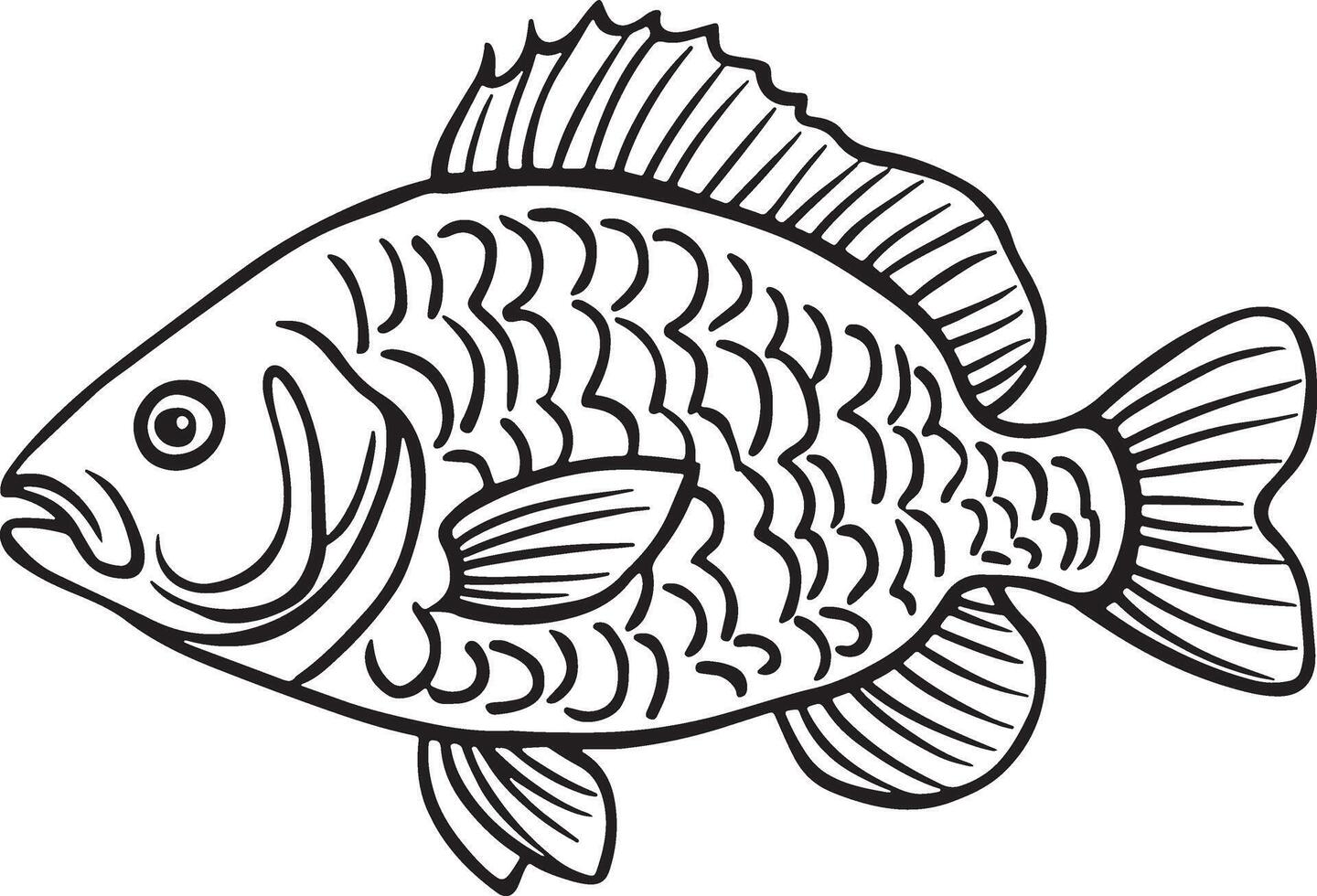 Illustrator Artwork of Tilapia fish vector