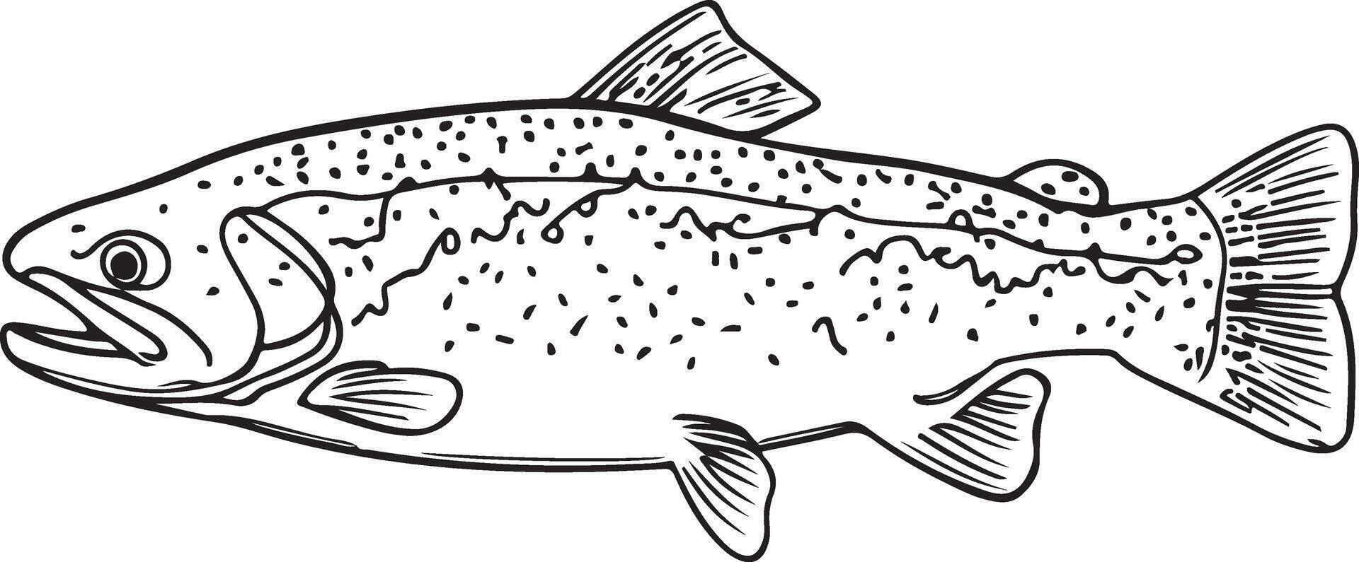 Artwork of trout fish vector