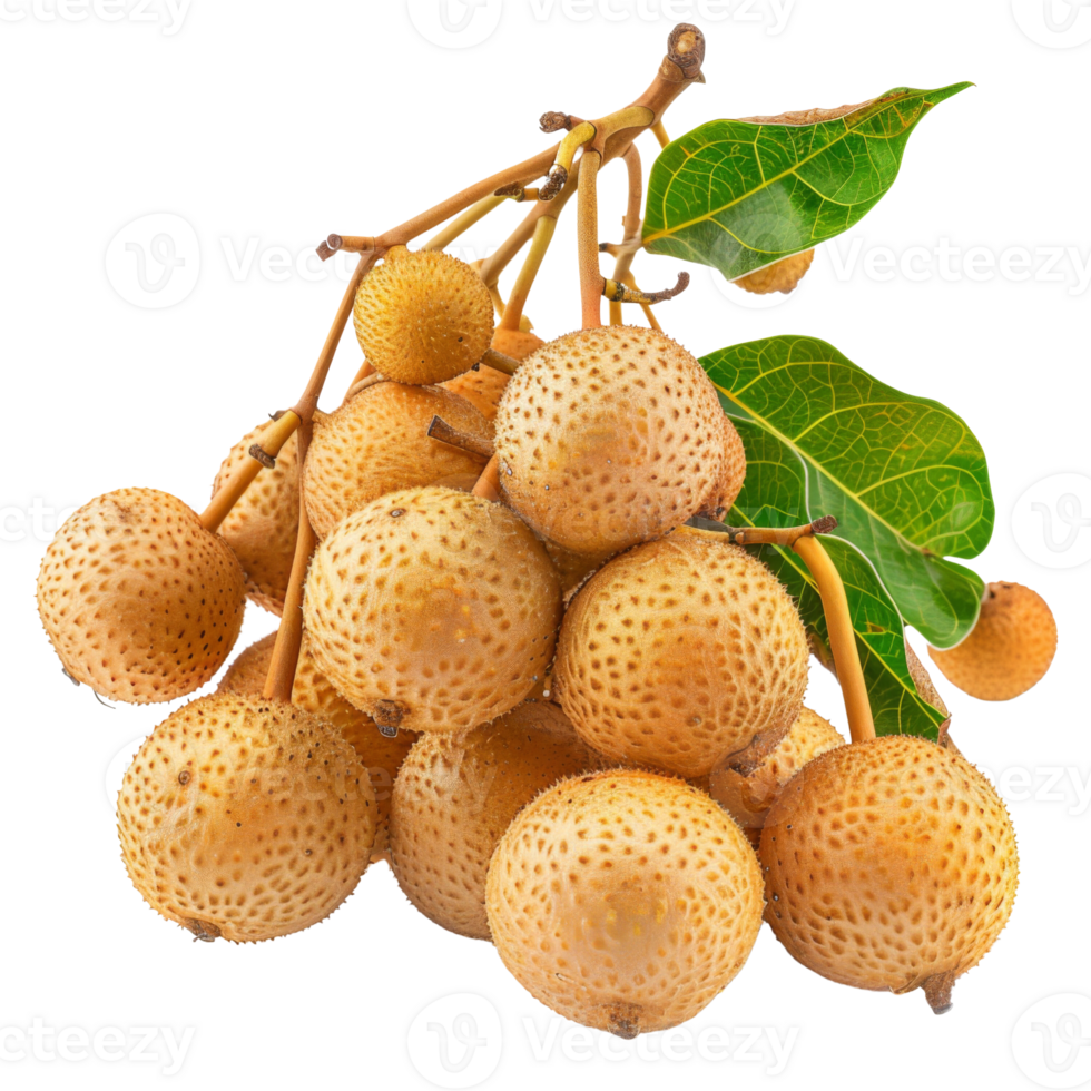 A bunch of longan fruit with a textured skin and attached green leaves, highlighted against a stark black background. png