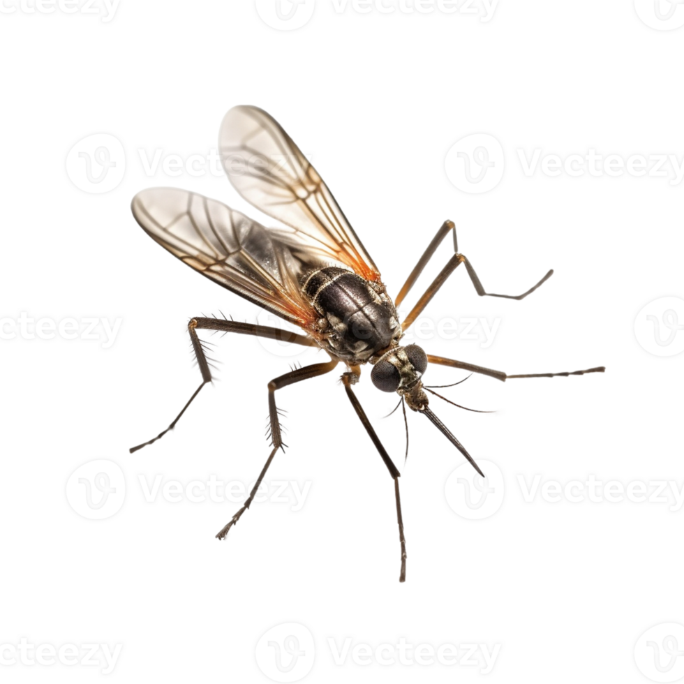 Close-Up of a Mosquito png