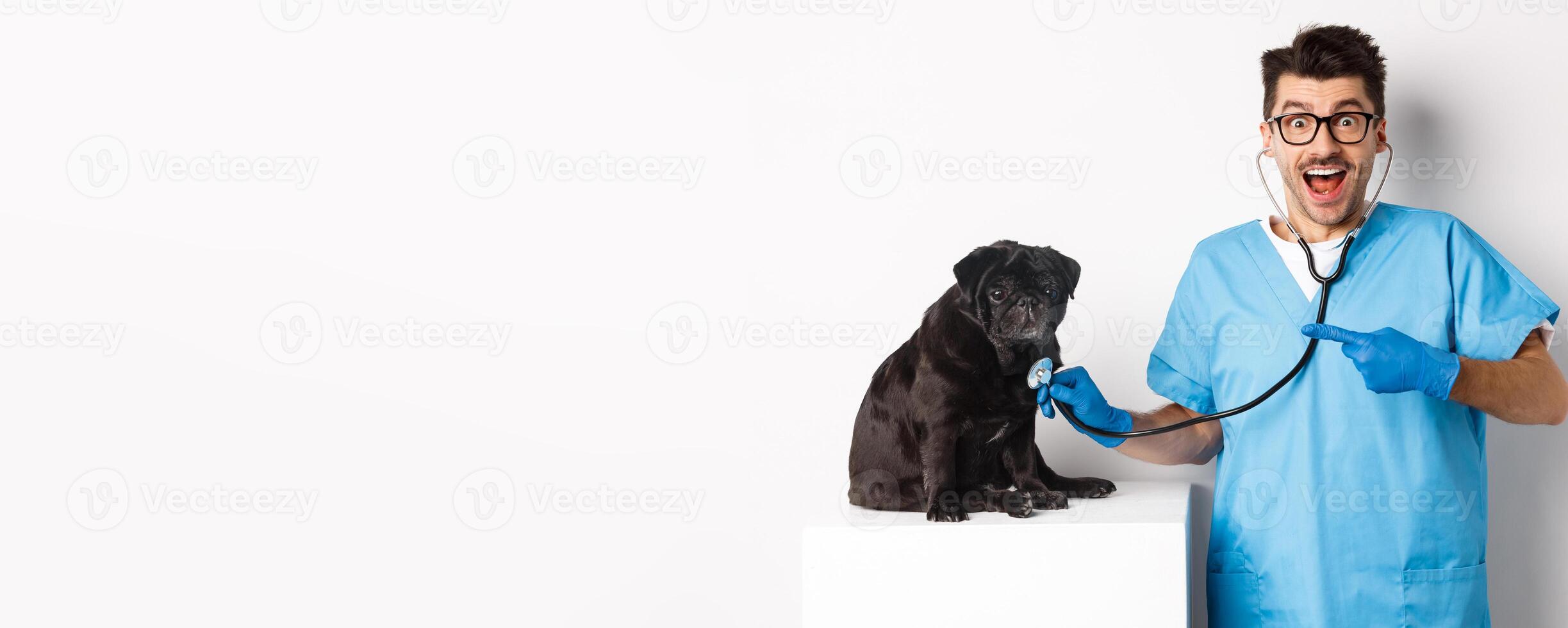 Handsome veterinarian at vet clinic examining cute black pug dog, pointing finger at pet during check-up with stethoscope, white background photo