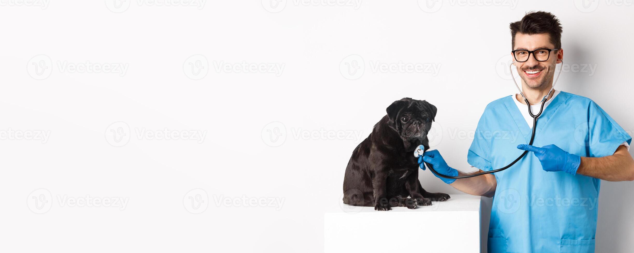 Handsome veterinarian at vet clinic examining cute black pug dog, pointing finger at pet during check-up with stethoscope, white background photo
