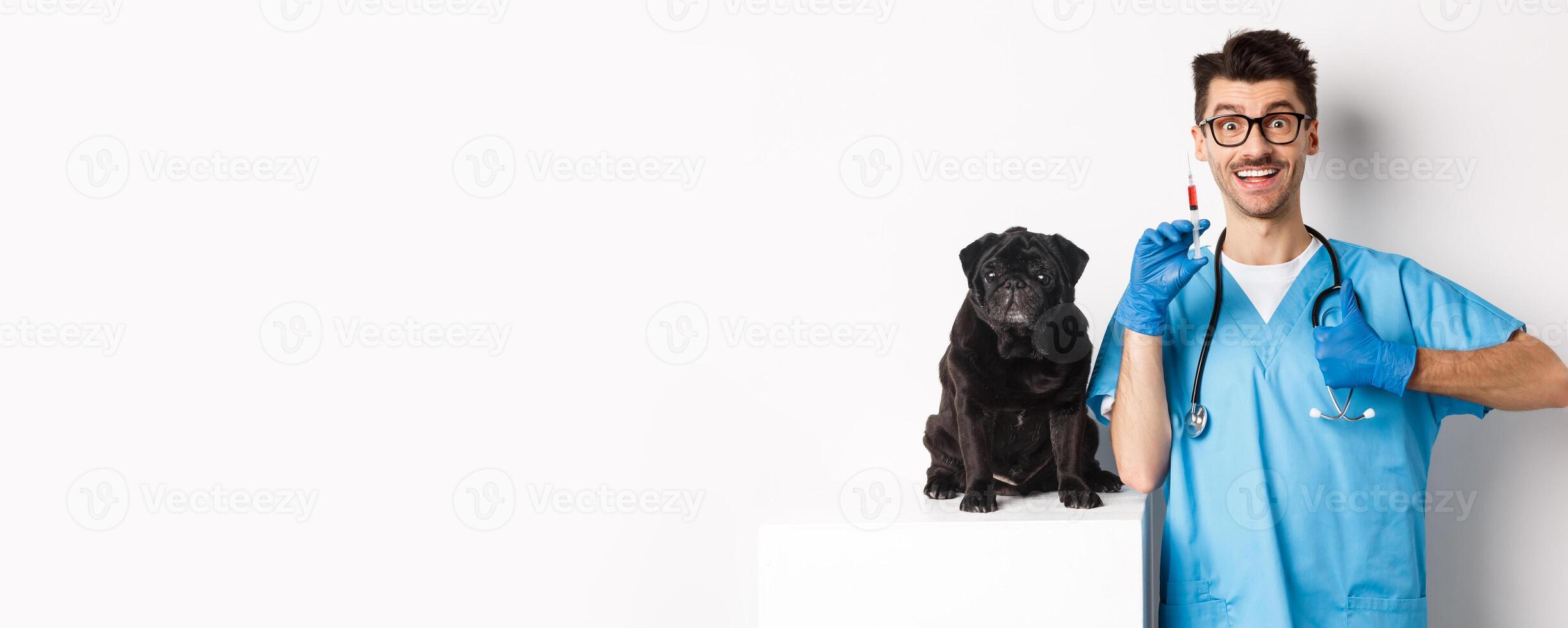 Handsome male doctor veterinarian holding syringe and standing near cute black pug, vaccinating dog, white background photo