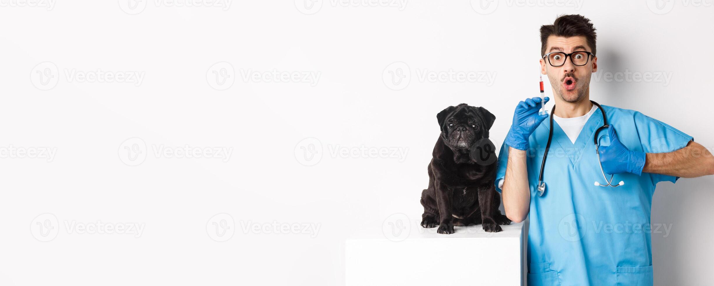 Handsome male doctor veterinarian holding syringe and standing near cute black pug, vaccinating dog, white background photo