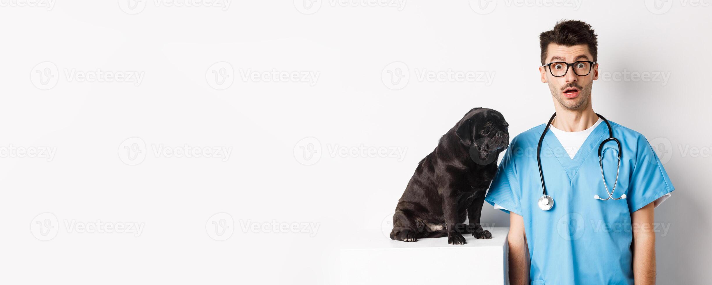 Handsome doctor veterinarian staring at camera surprised, small black dog pug sitting and waiting for examination in vet clinic, white background photo