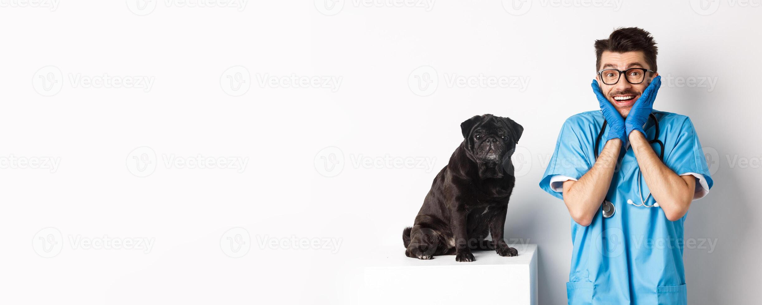 Excited young male doctor veterinarian admiring cute pet sitting on table. Cute black pug dog waiting for examination at vet clinic, white background photo