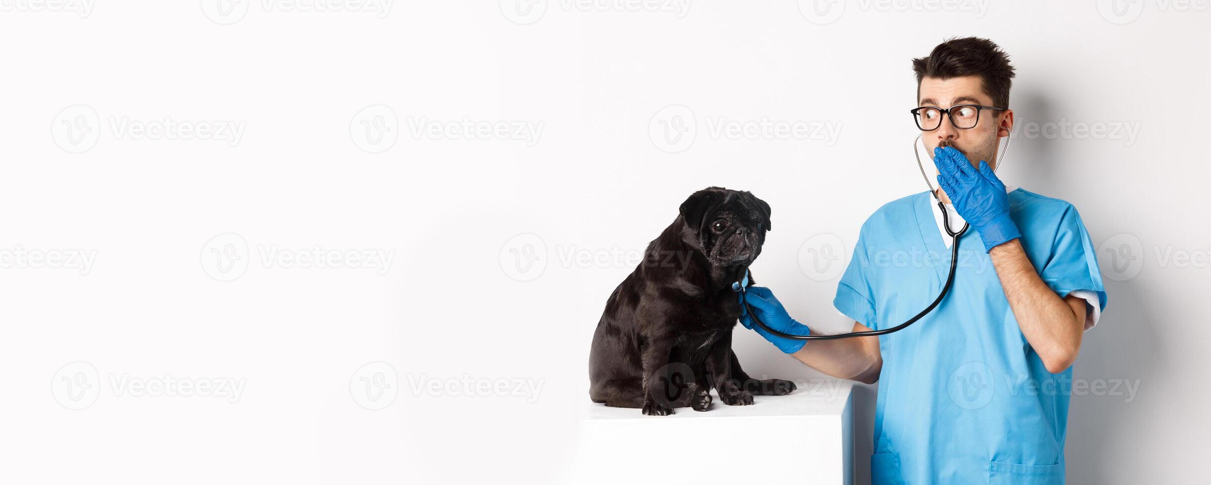 Shocked doctor in vet clinic examining dog with stethoscope, gasping amazed while cute black pug sitting still on table, white background photo