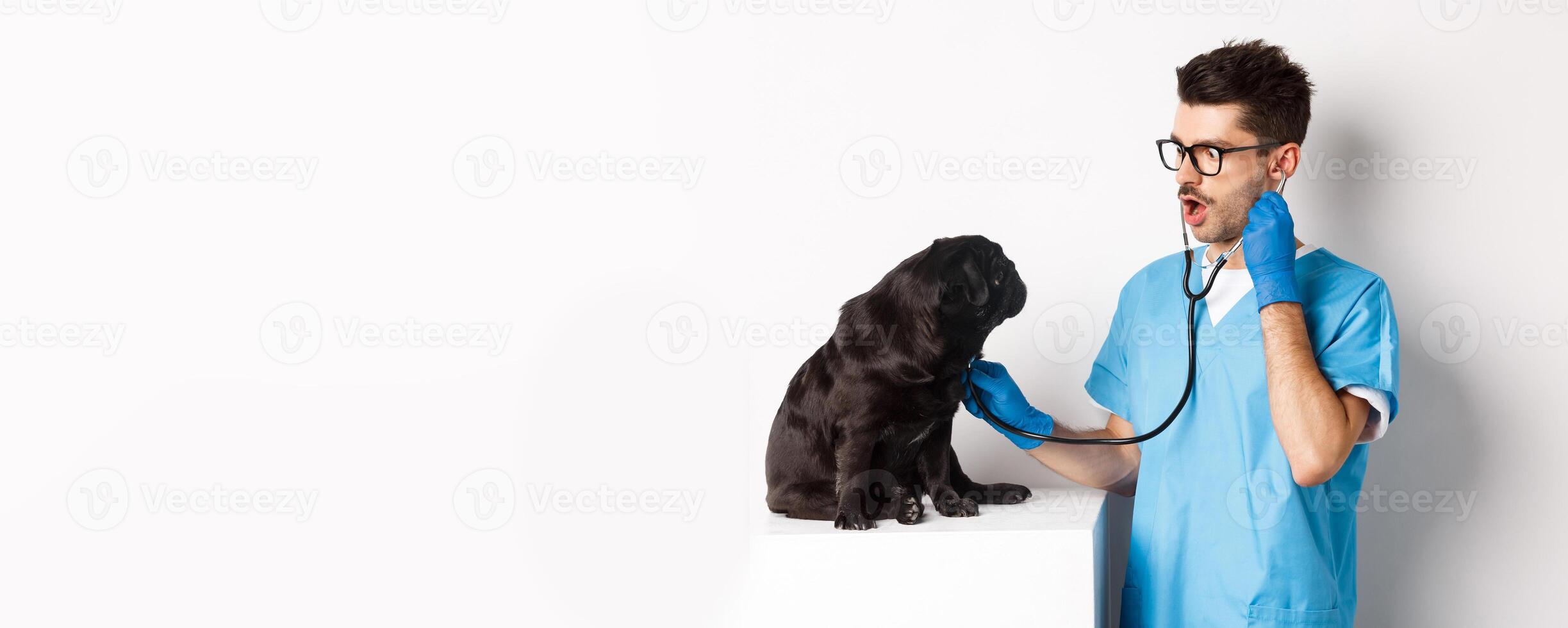 Image of handsome doctor in vet clinic examining dog health, checking pug lungs with stethoscope, standing over white background photo