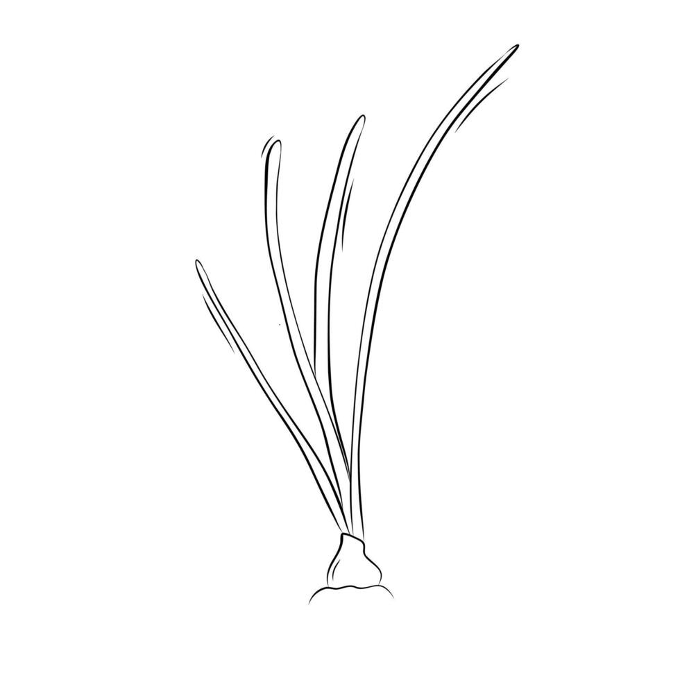 Sketch of onions in the ground. Simple illustration in doodle style vector