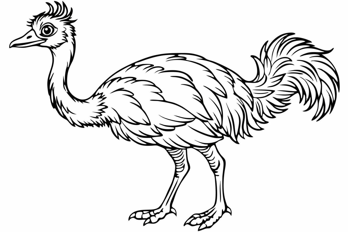 Funny Emu Illustration Cartoon, Clipart, and Line Art on White Background, Funny emu cartoon illustration, clipart, and line art on white background vector