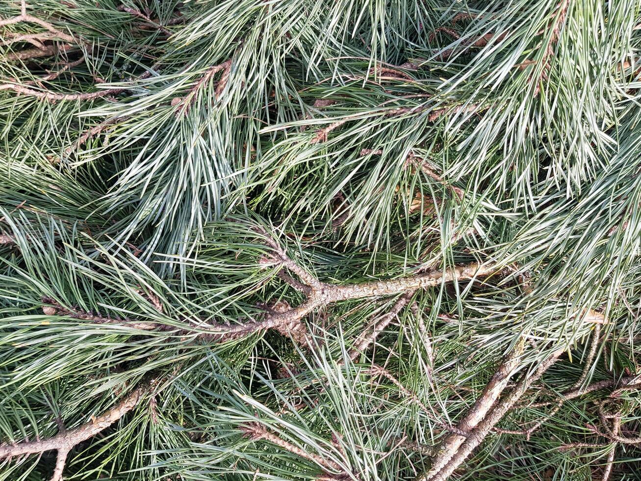 Background of pine branches. Texture of pine branches photo