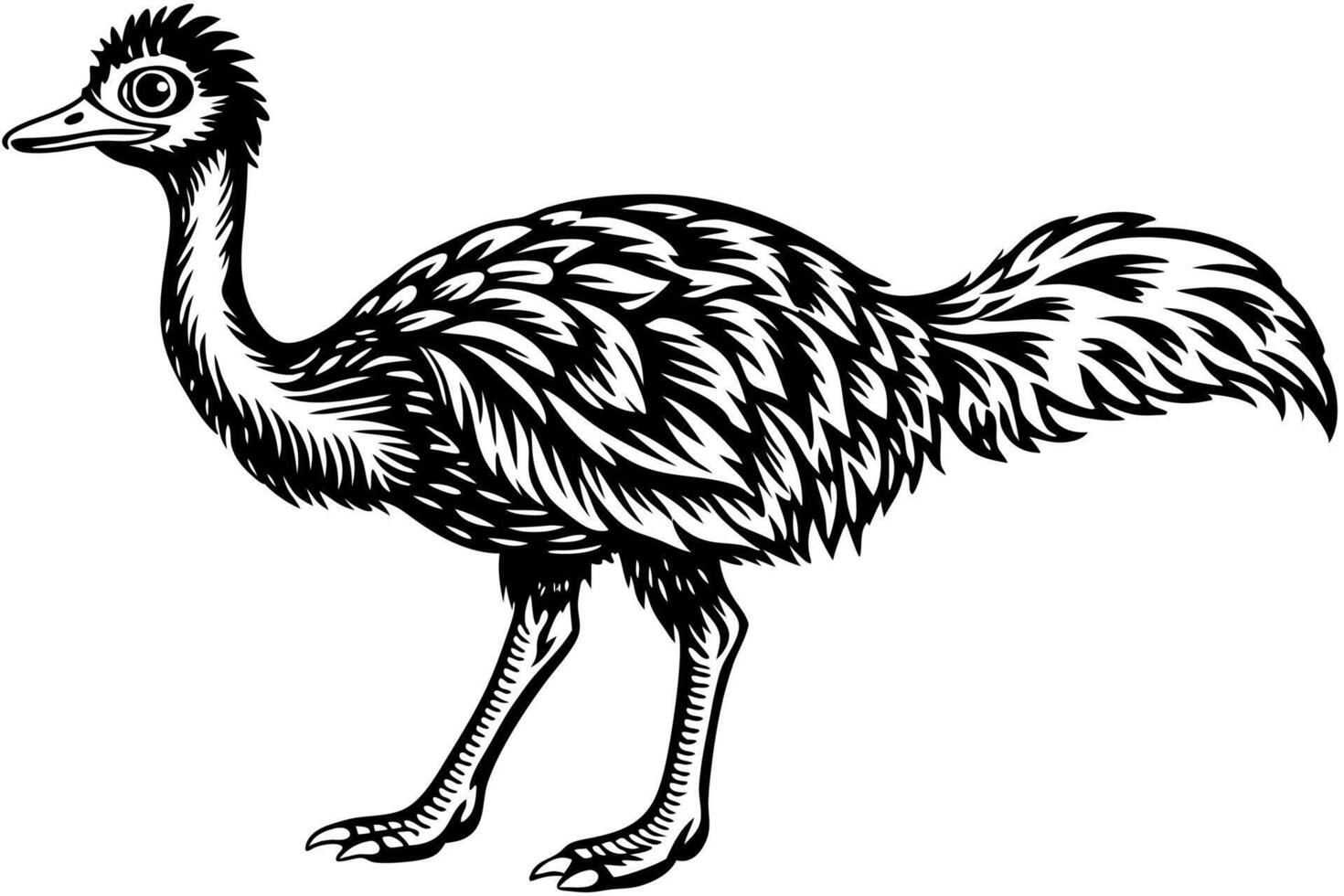 Funny Emu Illustration Cartoon, Clipart, and Line Art on White Background, Funny emu cartoon illustration, clipart, and line art on white background vector