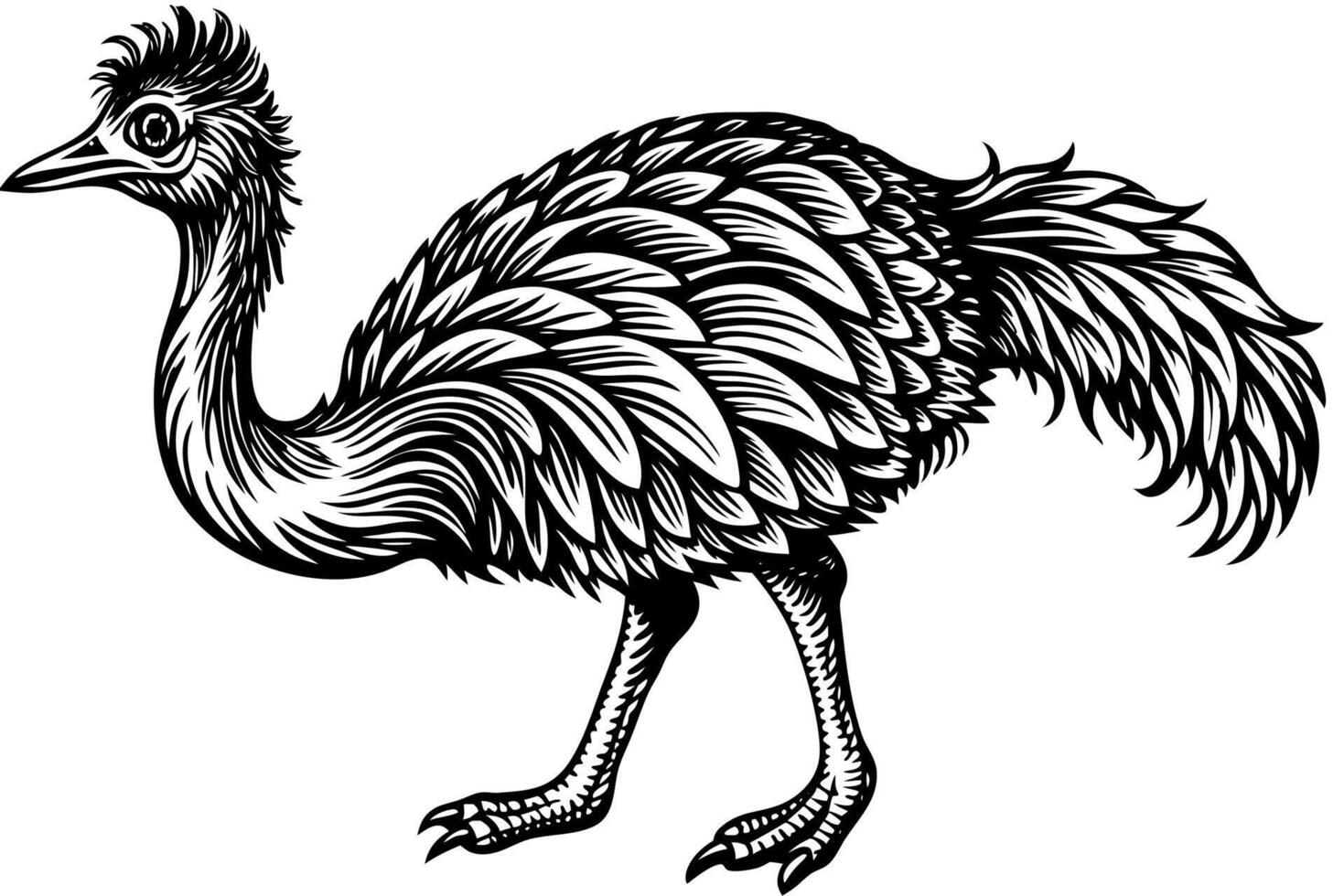 Funny Emu Illustration Cartoon, Clipart, and Line Art on White Background, Funny emu cartoon illustration, clipart, and line art on white background vector