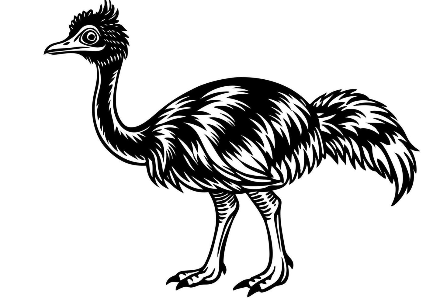 Funny Emu Illustration Cartoon, Clipart, and Line Art on White Background, Funny emu cartoon illustration, clipart, and line art on white background vector