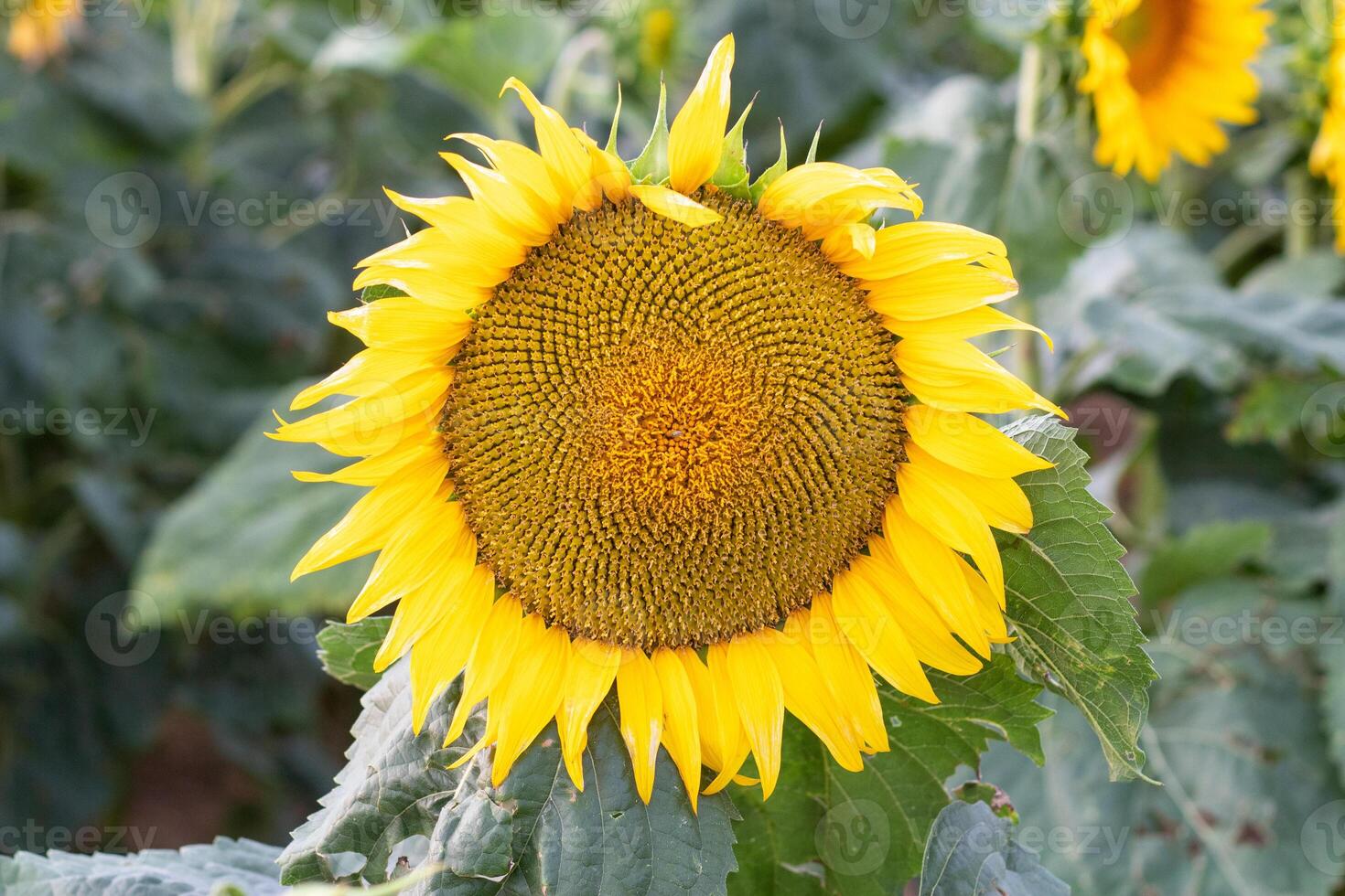 Beautiful yellow sunflower on a sunflower field close-up. Yellow sunflower with copyspace. Sunflower under a cloudy sky photo