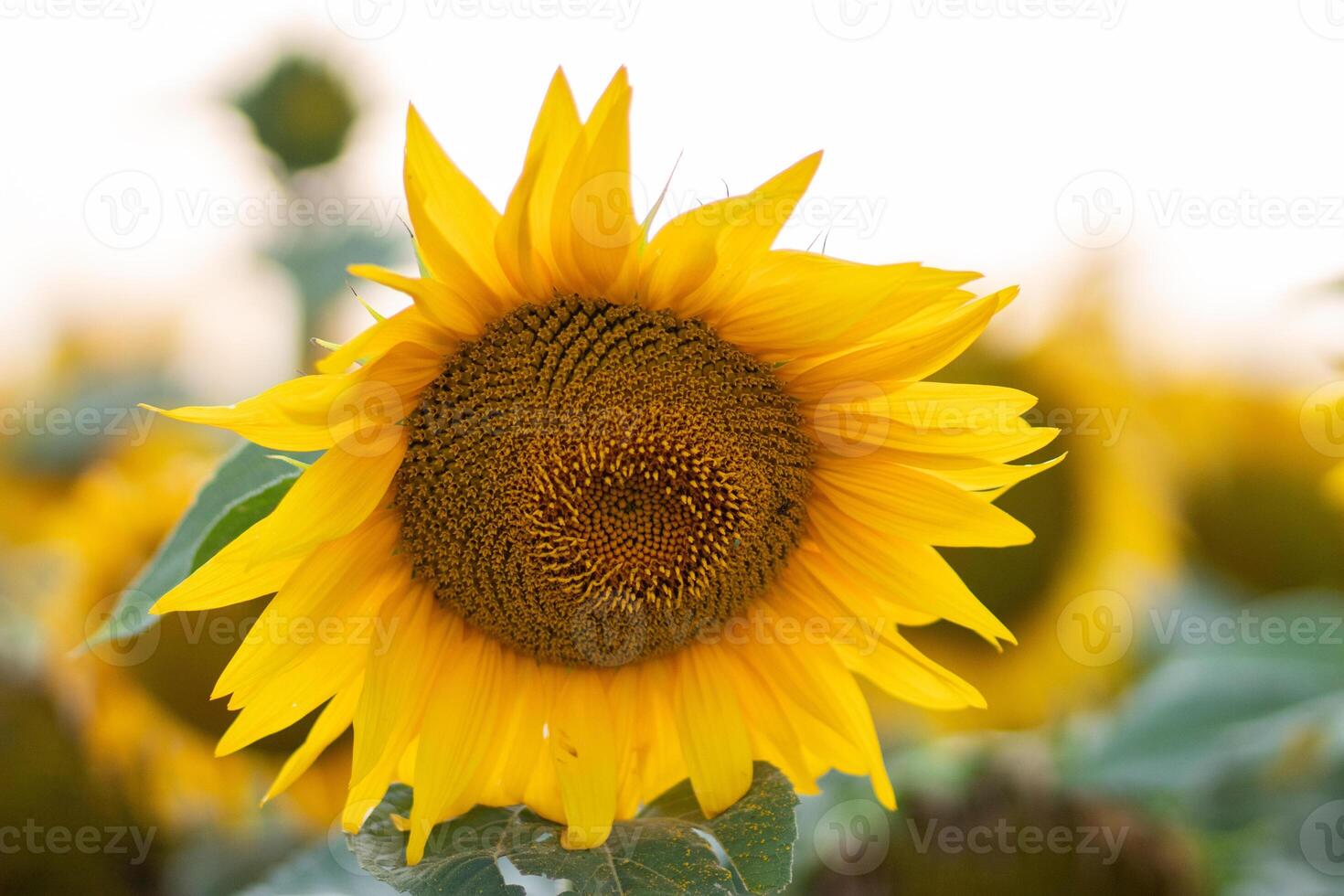 Beautiful yellow sunflower on a sunflower field close-up. Yellow sunflower with copyspace. Sunflower under a cloudy sky photo