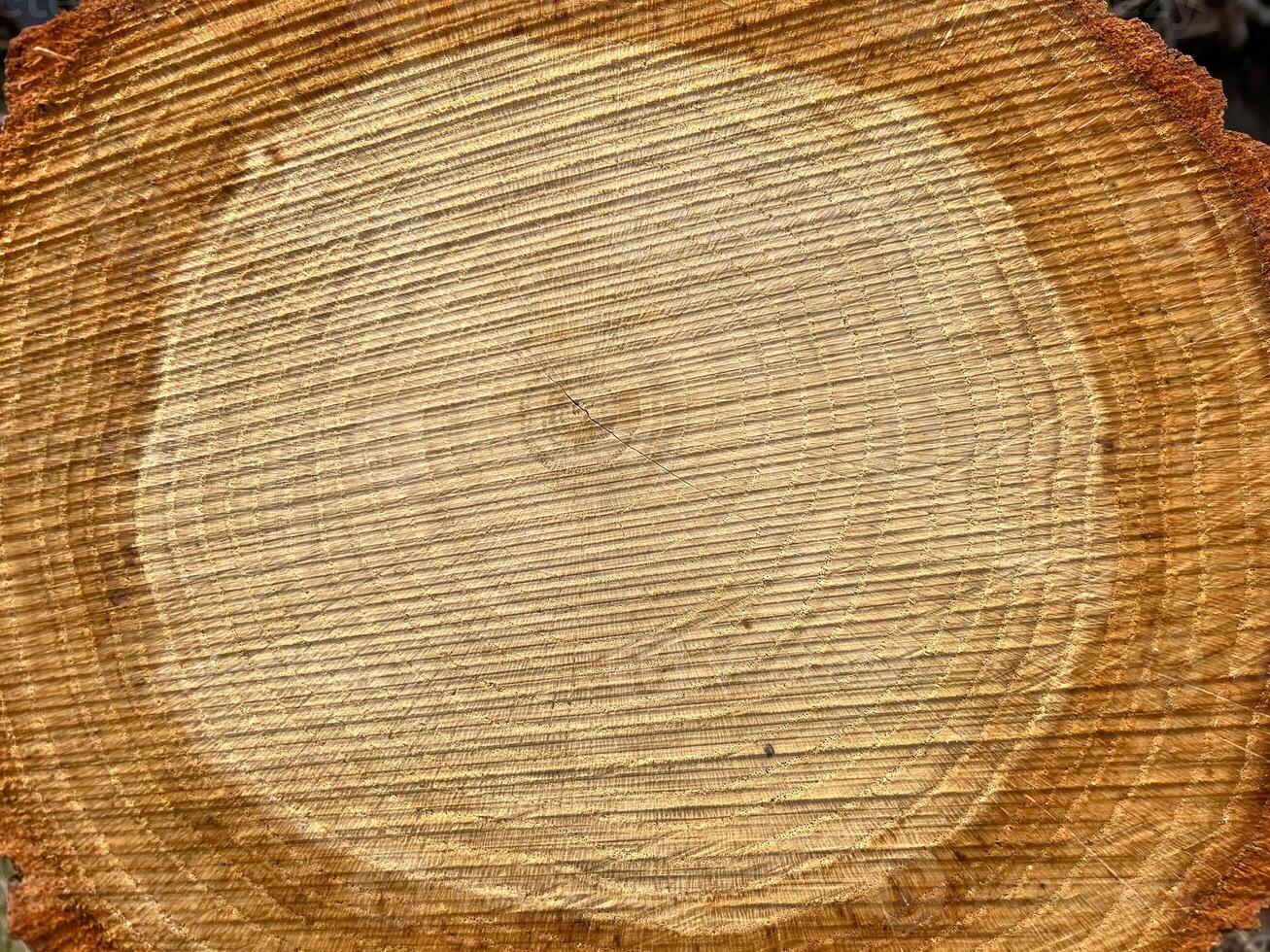 Sessile oak, lat. Quercus petraea, is a tree, a species of the genus Oak Quercus of the Beech family Fagaceae, growing in European countries photo
