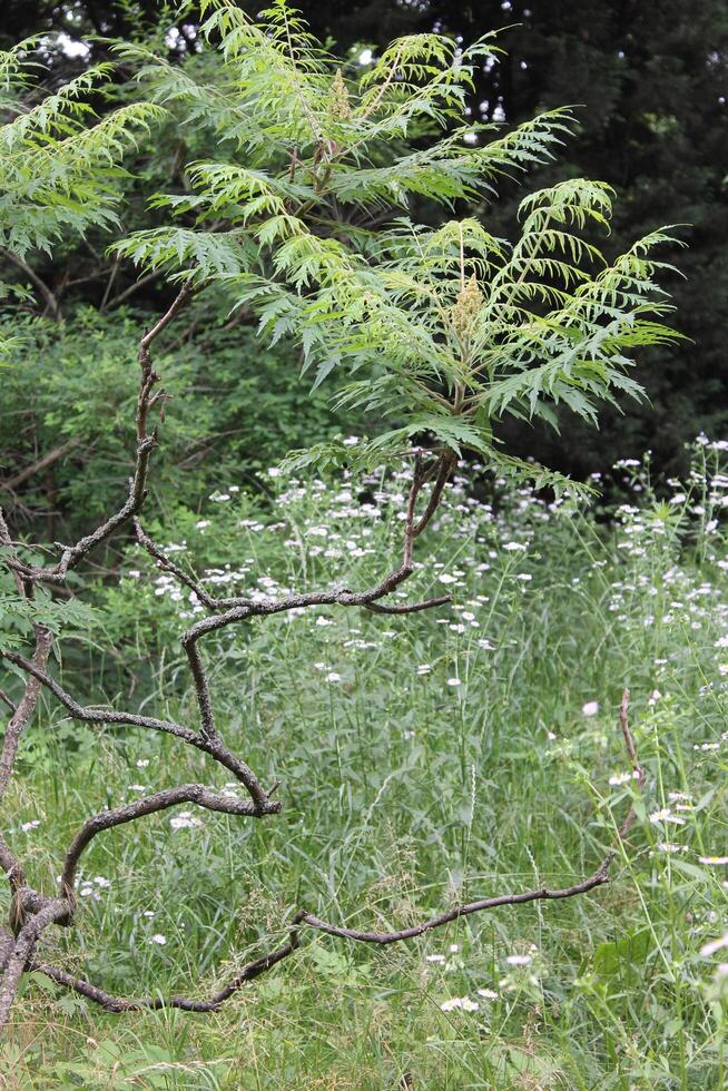 nature background photo